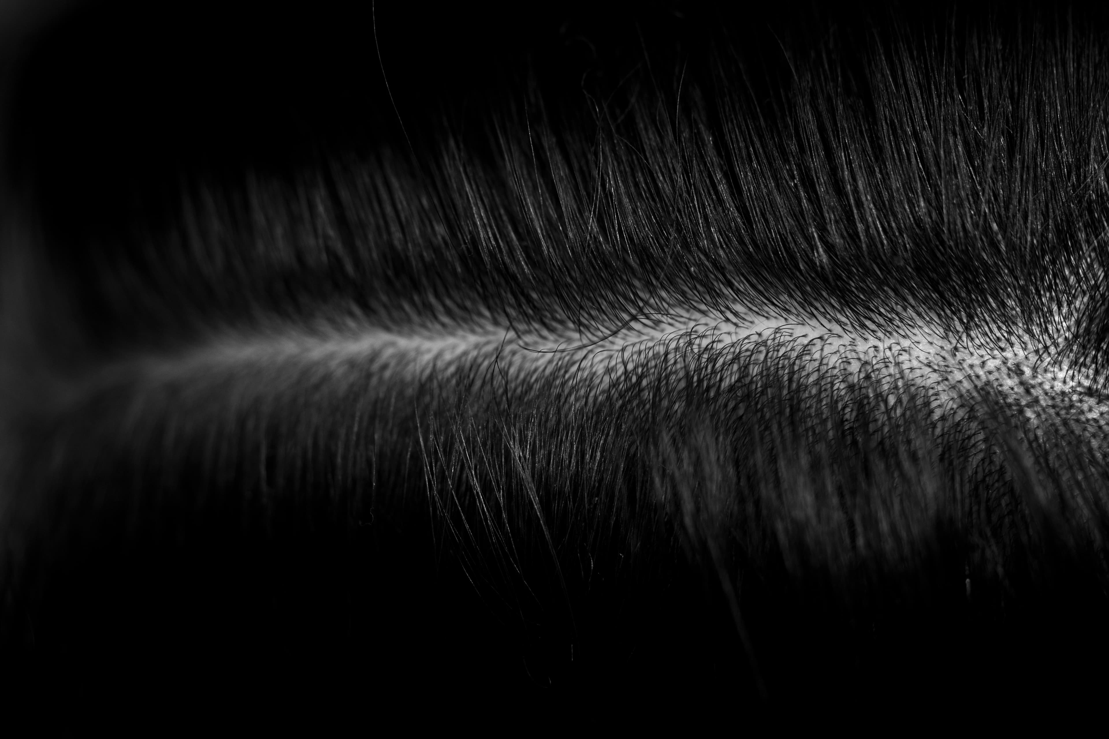 Close-up of a healthy scalp